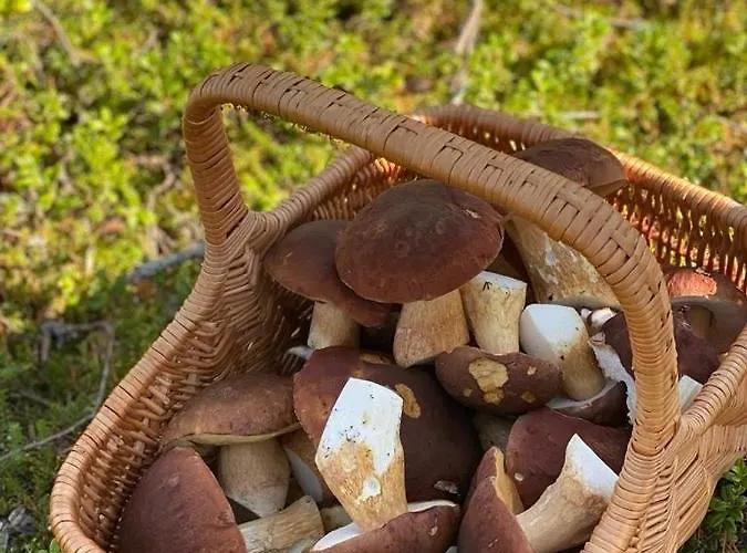 Iso-syoetteen Kelokolo Soarvesalvu Syöte